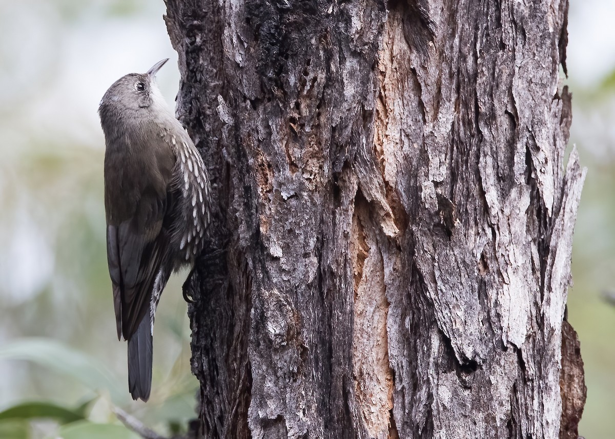 White-throated Treecreeper - ML638134022