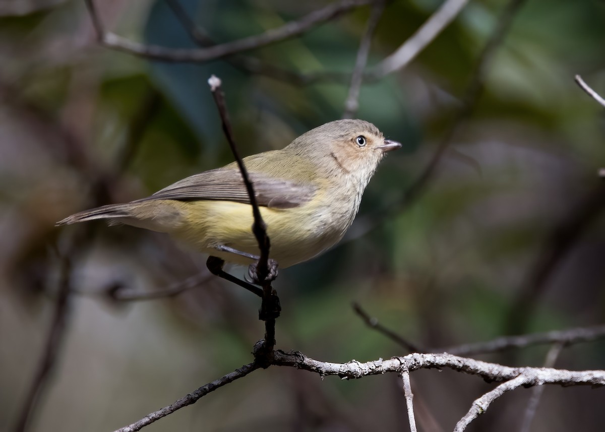 Weebill - ML638134030