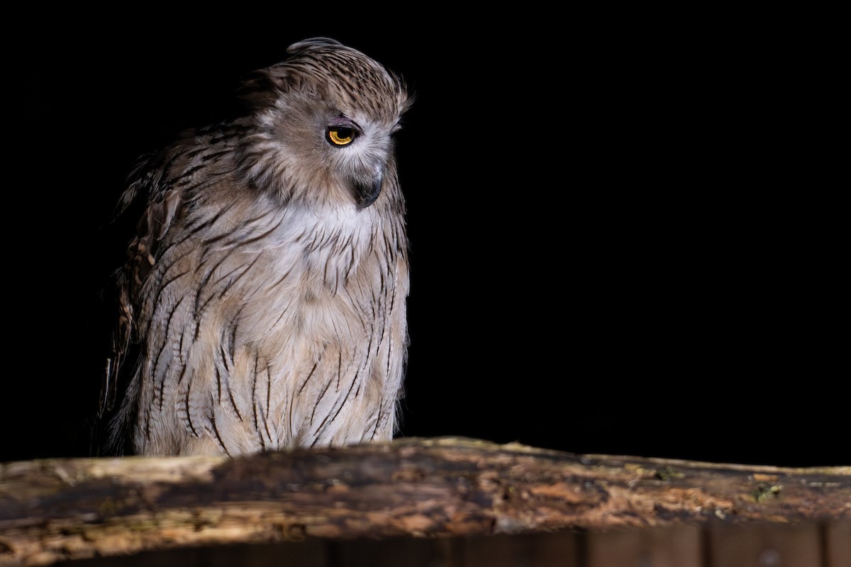 Blakiston's Fish-Owl (blakistoni) - ML638134039