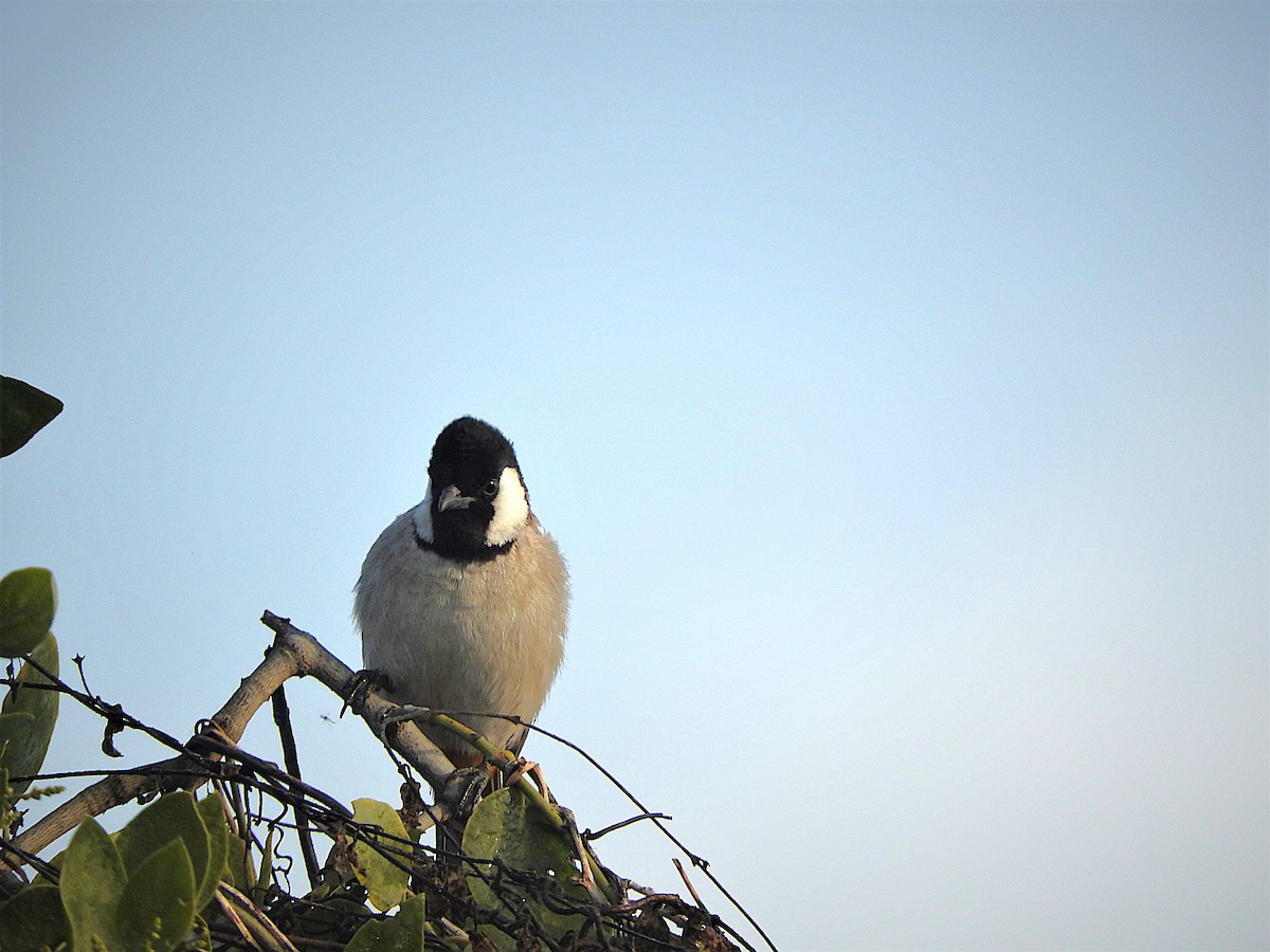 White-eared Bulbul - ML638134051