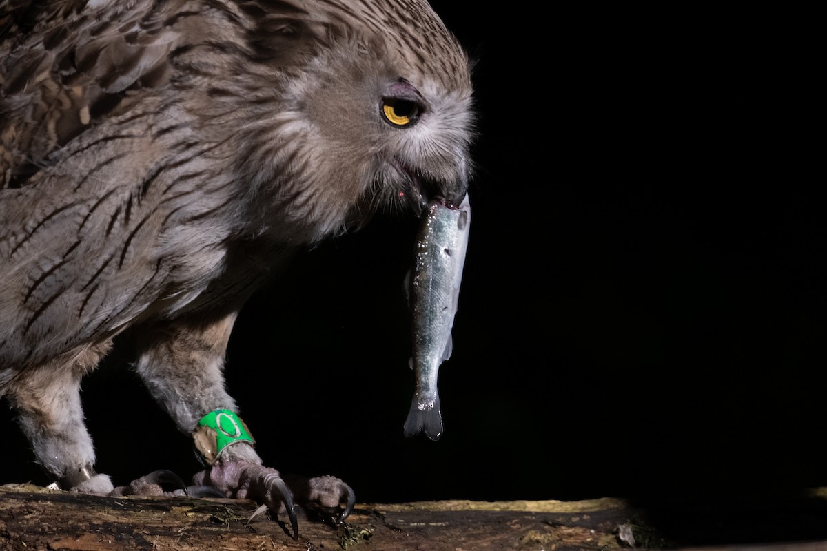 Blakiston's Fish-Owl (blakistoni) - ML638134054