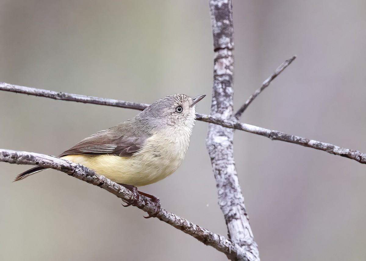 Buff-rumped Thornbill - ML638134068