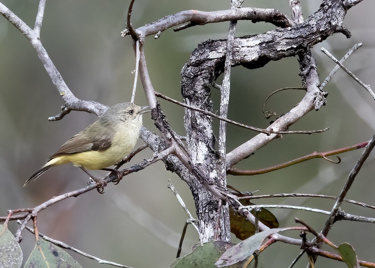 Buff-rumped Thornbill - ML638134070