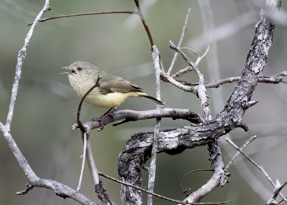 Buff-rumped Thornbill - ML638134071
