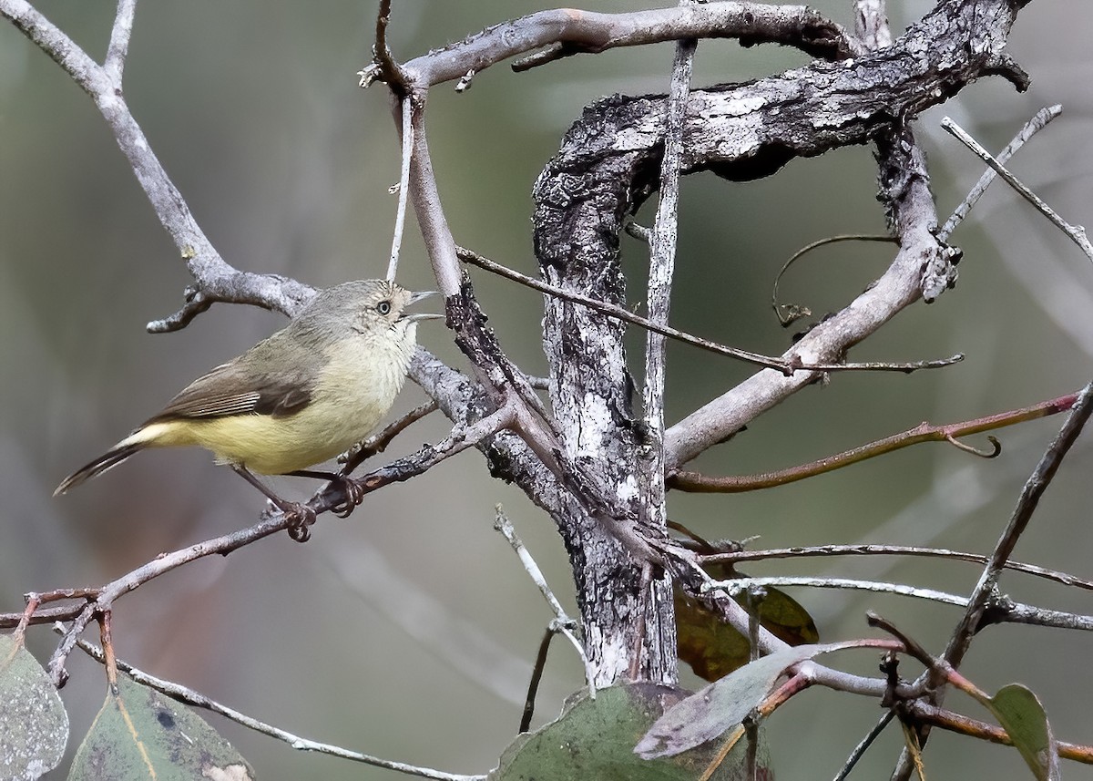 Buff-rumped Thornbill - ML638134073