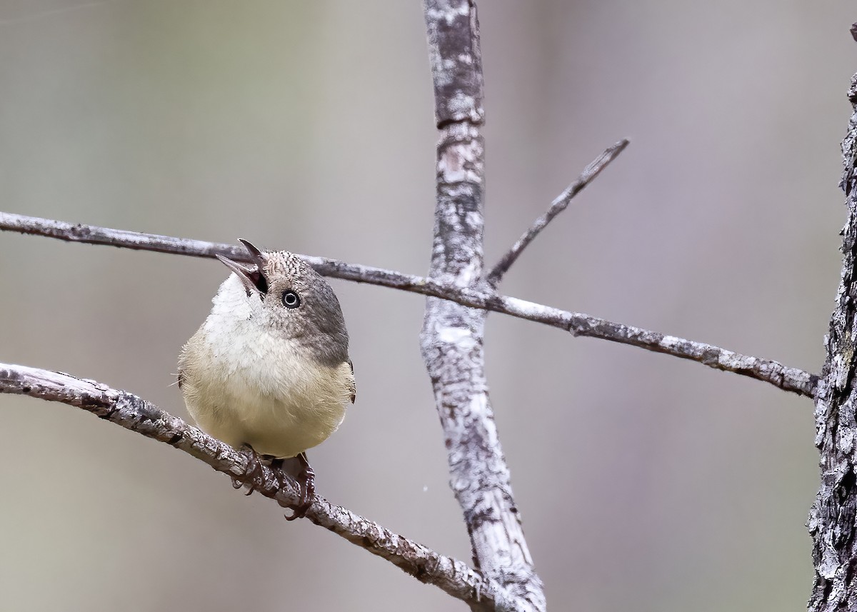 Buff-rumped Thornbill - ML638134074