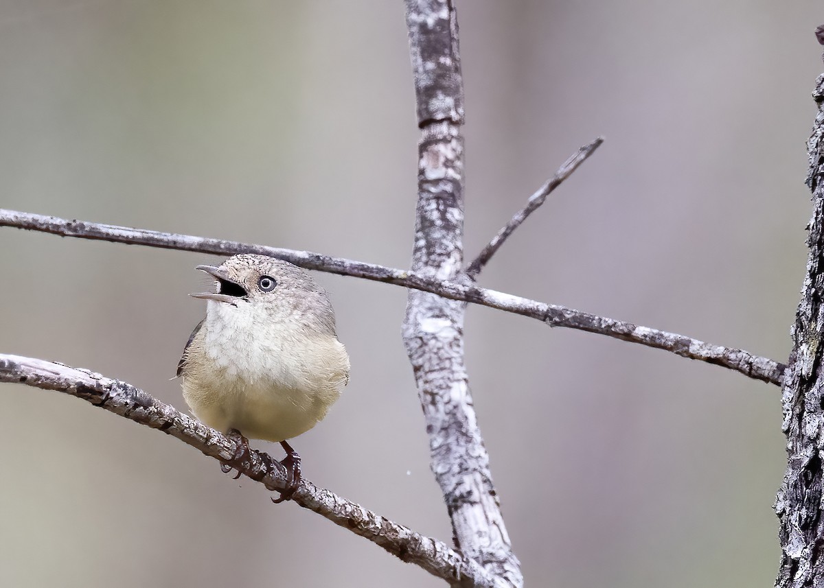Buff-rumped Thornbill - ML638134075