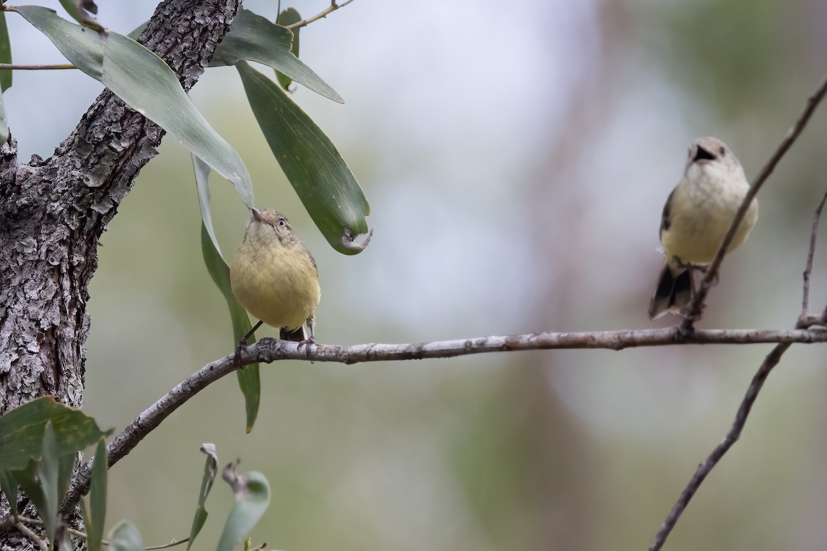 Buff-rumped Thornbill - ML638134076