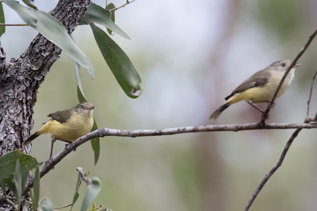 Buff-rumped Thornbill - ML638134077