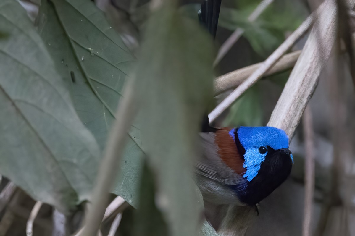 Variegated Fairywren - ML638134110