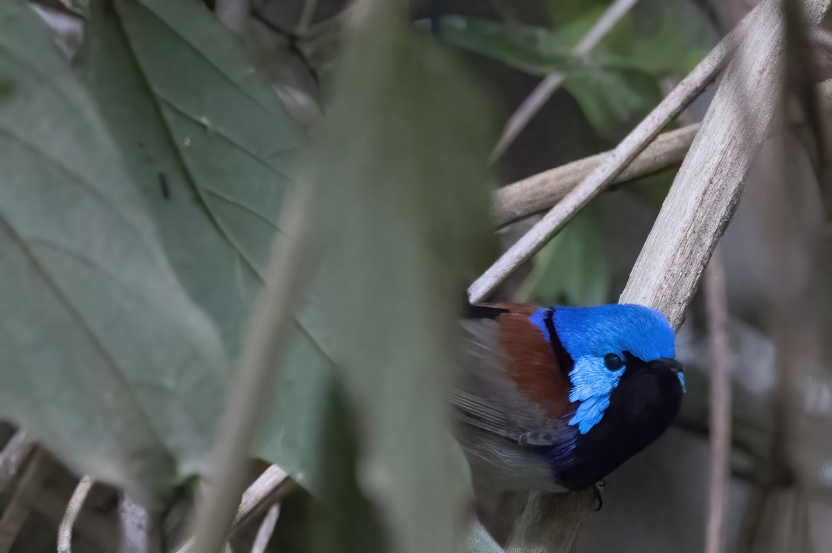 Variegated Fairywren - ML638134111