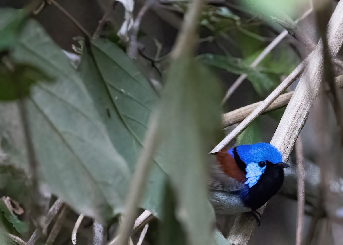Variegated Fairywren - ML638134112