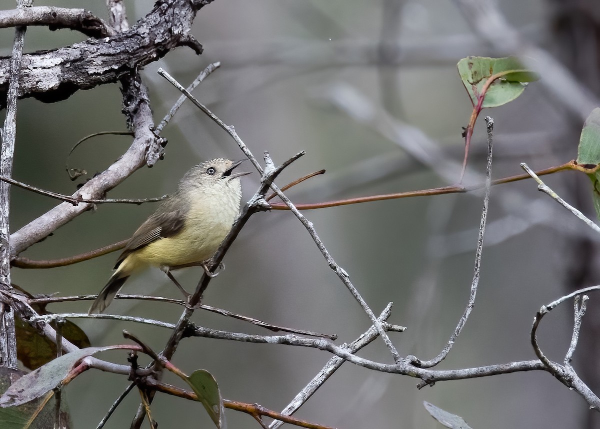 Buff-rumped Thornbill - ML638134136