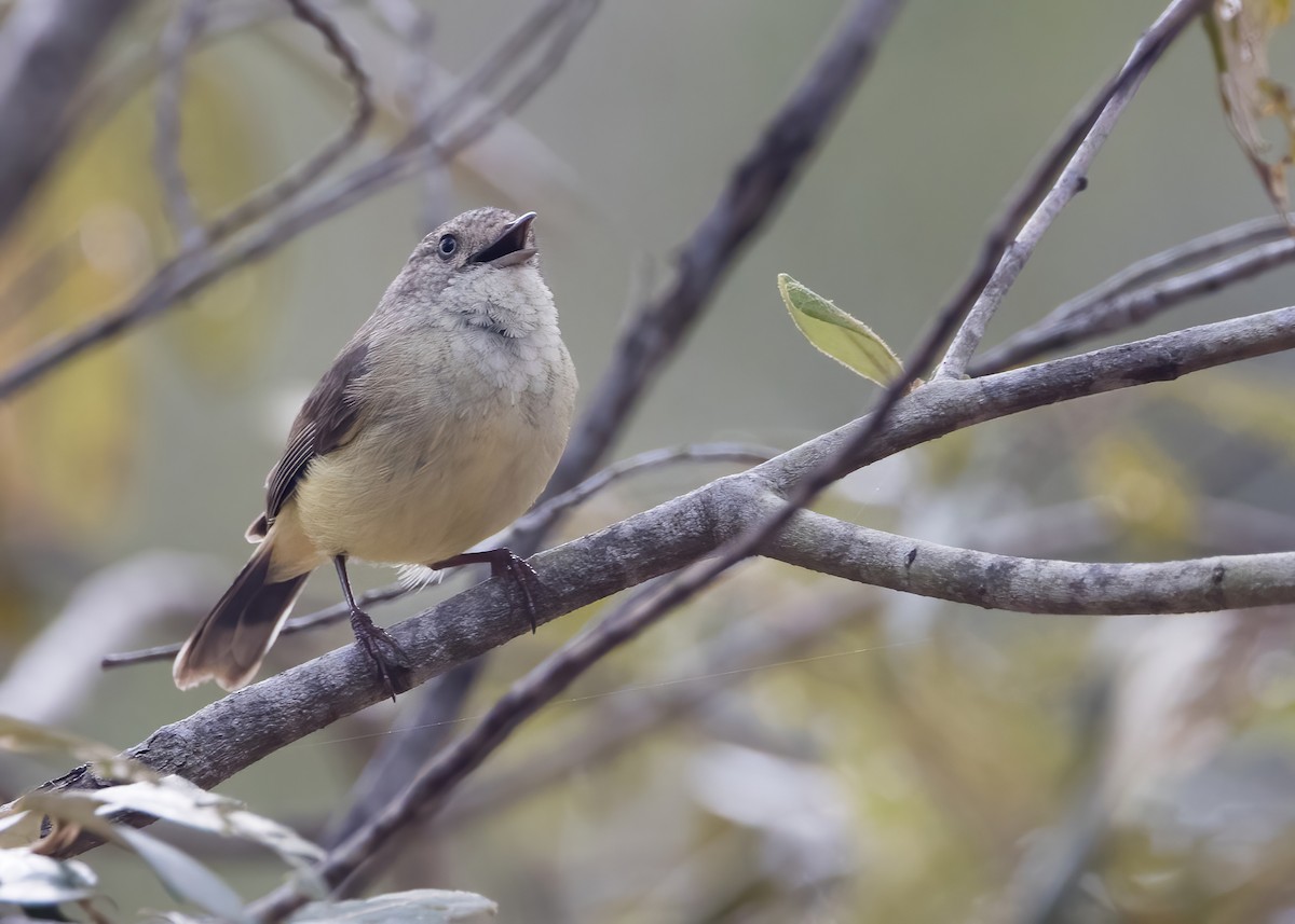 Buff-rumped Thornbill - ML638134139