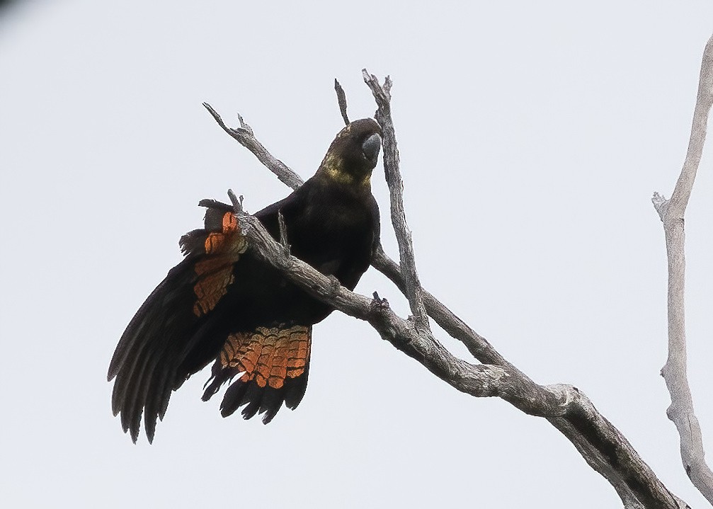 Glossy Black-Cockatoo - ML638134164