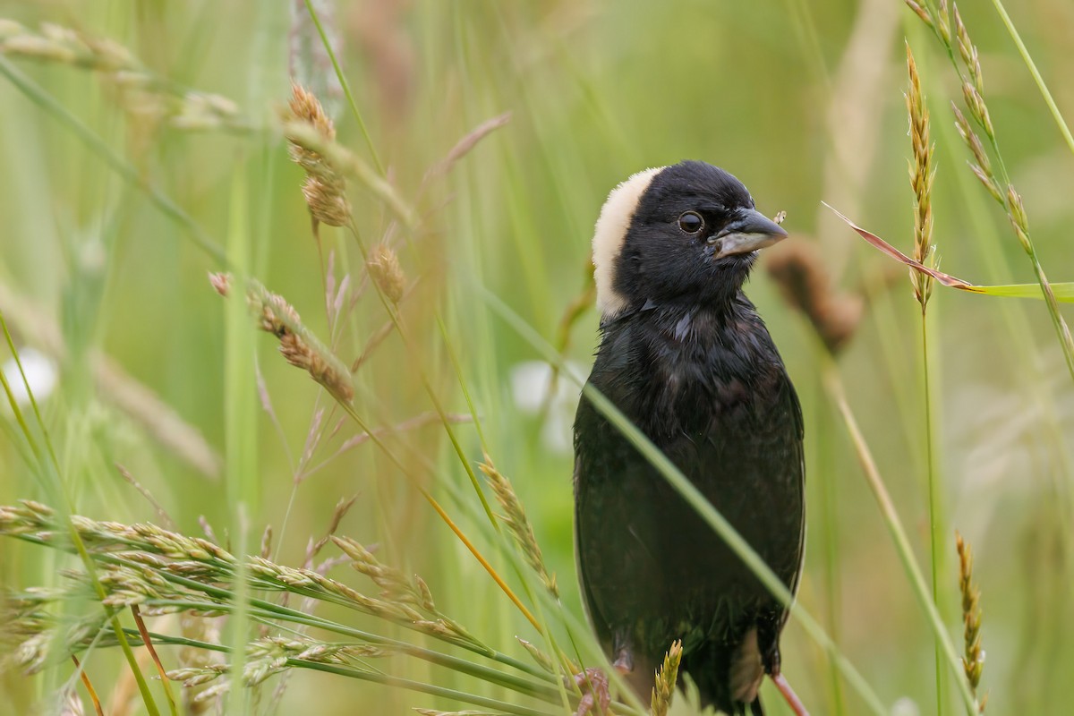 Bobolink - ML638134180
