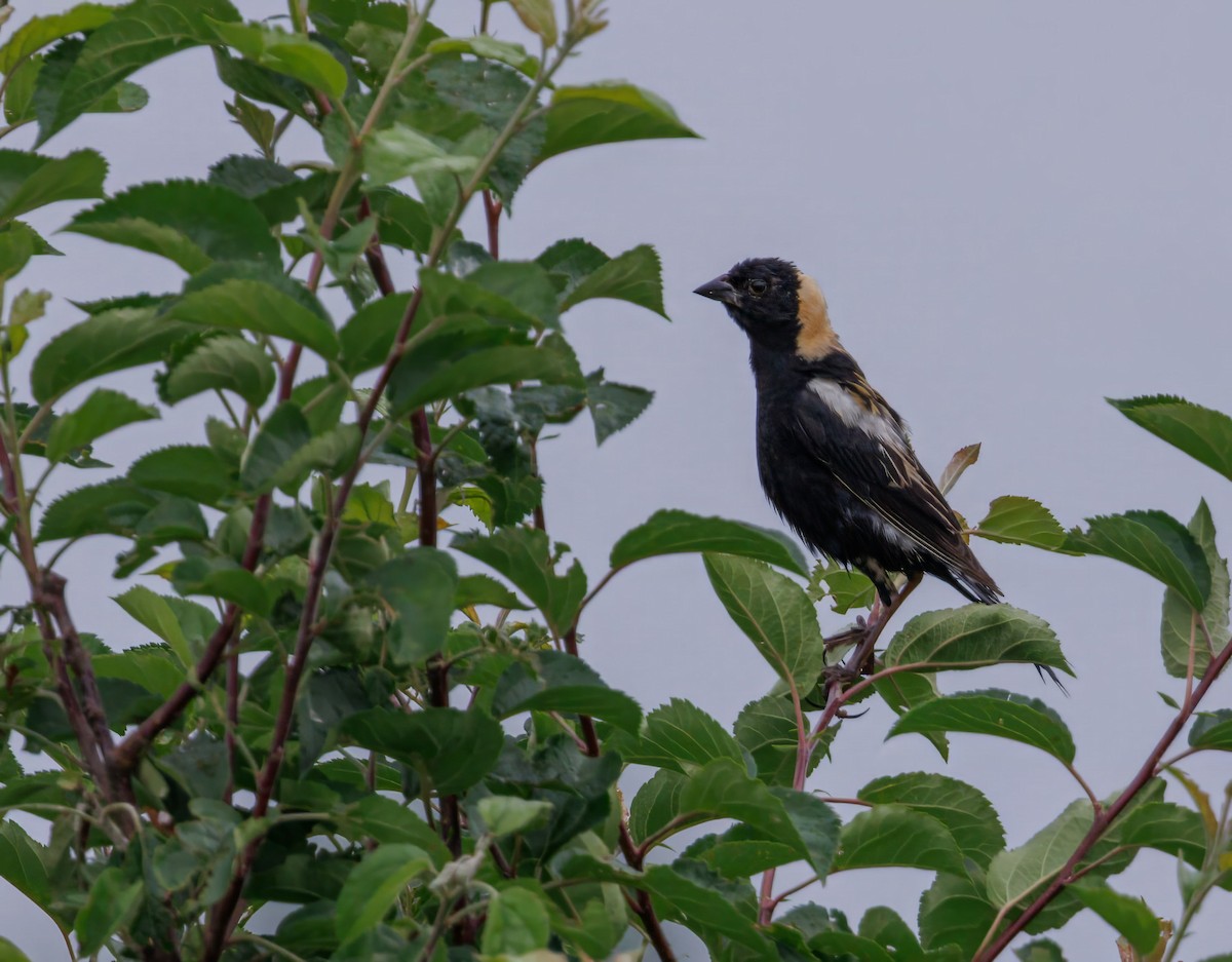Bobolink - ML638134186