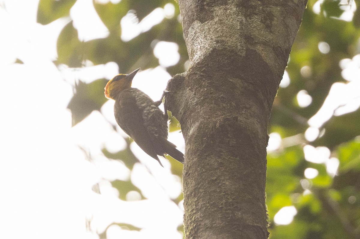 Yellow-throated Woodpecker - ML638134192