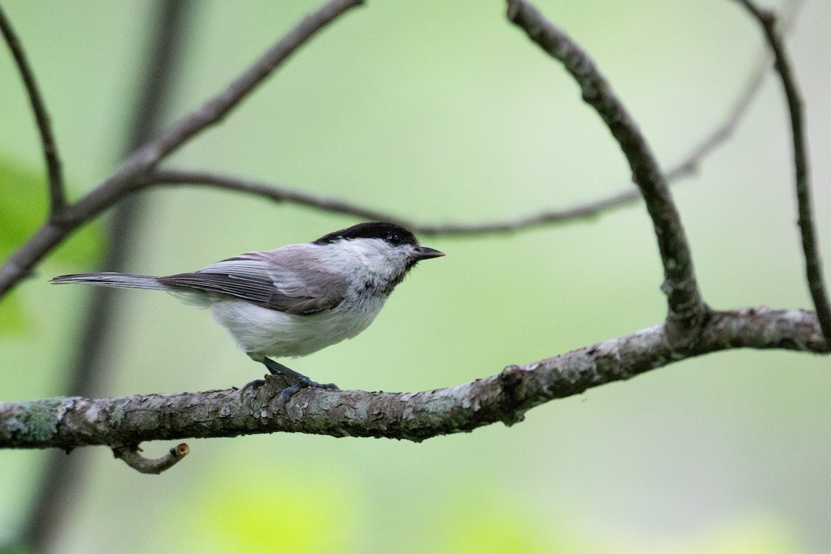 Willow Tit (Willow) - ML638134196