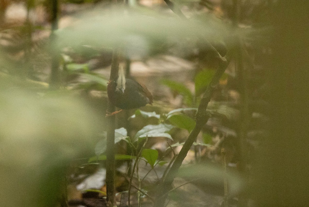 White-plumed Antbird - ML638134197