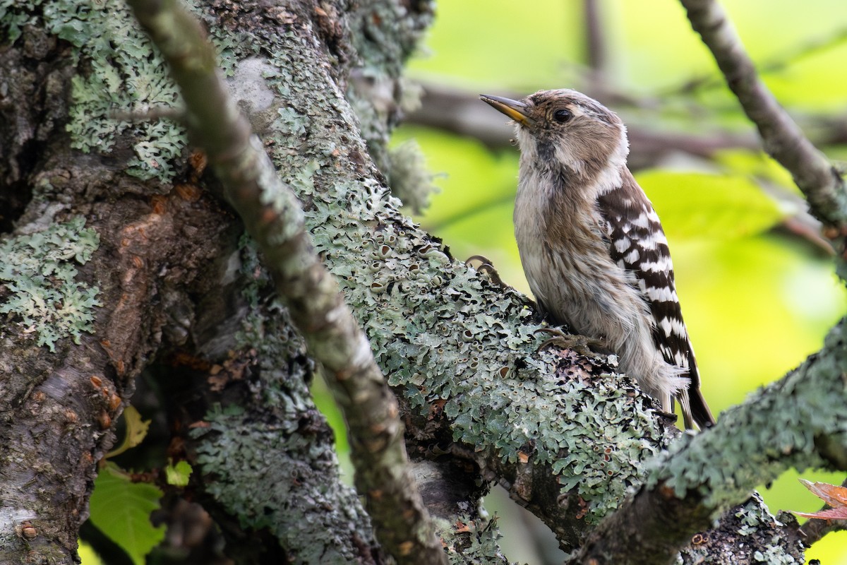 Japanese Pygmy Woodpecker - ML638134198