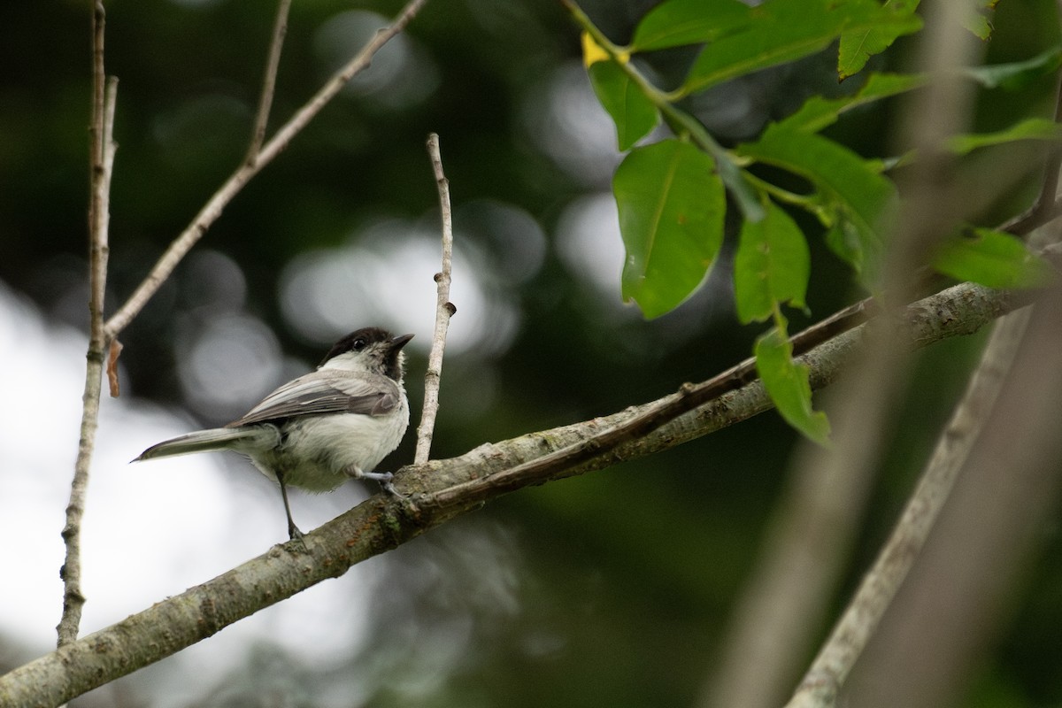 Willow Tit (Willow) - ML638134199