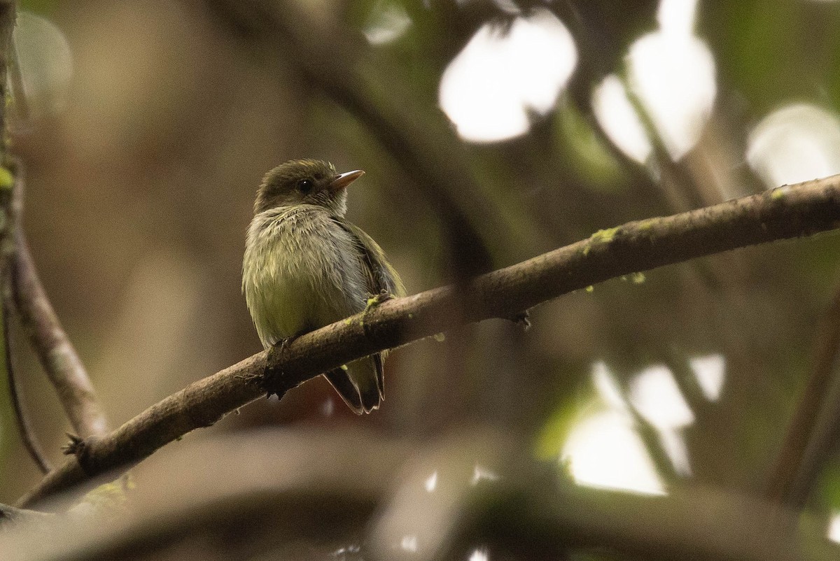 Tiny Tyrant-Manakin - ML638134200