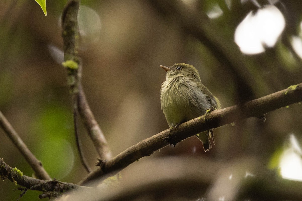 Tiny Tyrant-Manakin - ML638134201