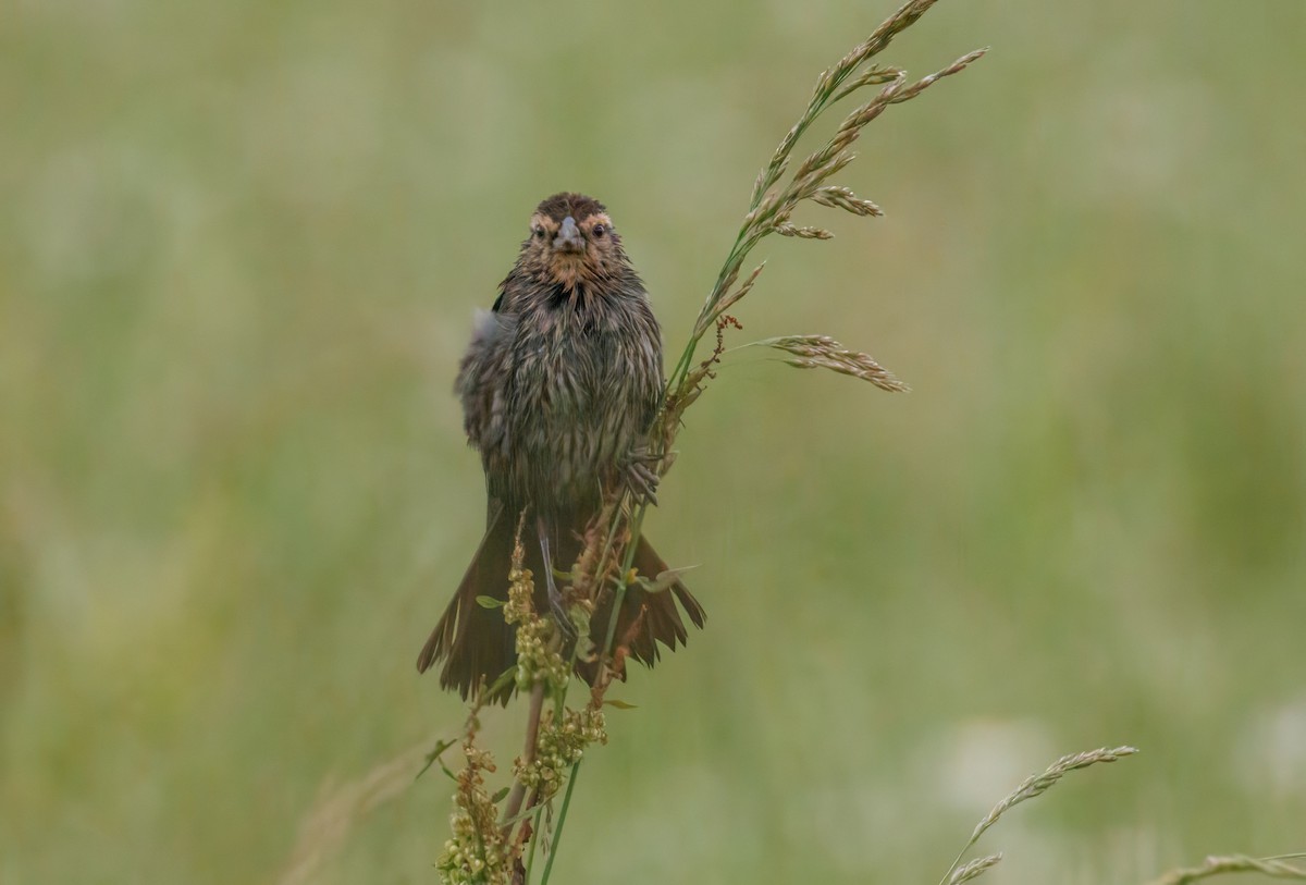 Red-winged Blackbird - ML638134203