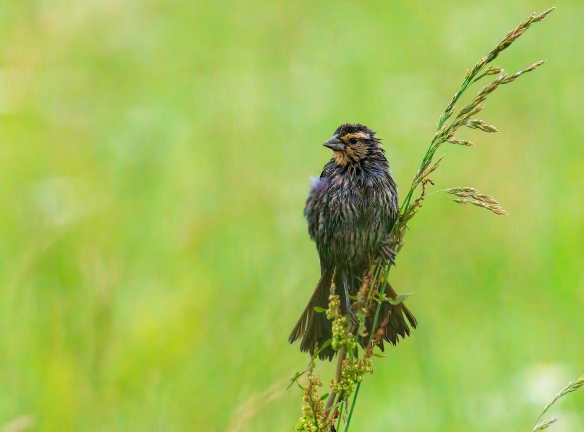 Red-winged Blackbird - ML638134204