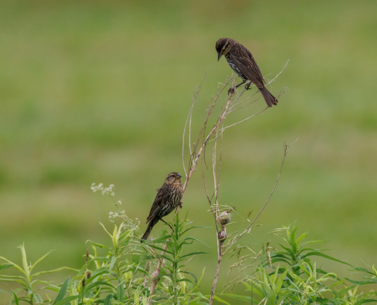 Red-winged Blackbird - ML638134205