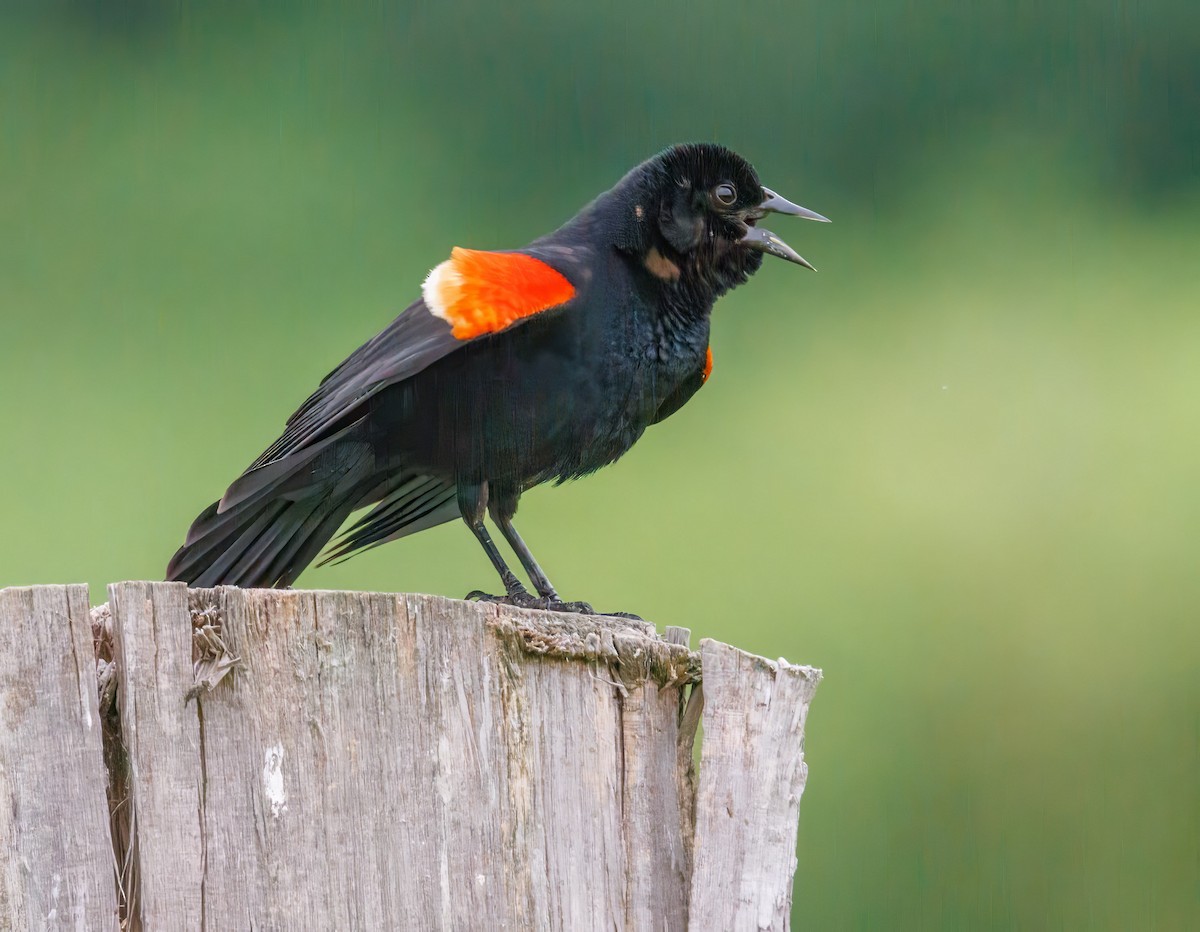 Red-winged Blackbird - ML638134206