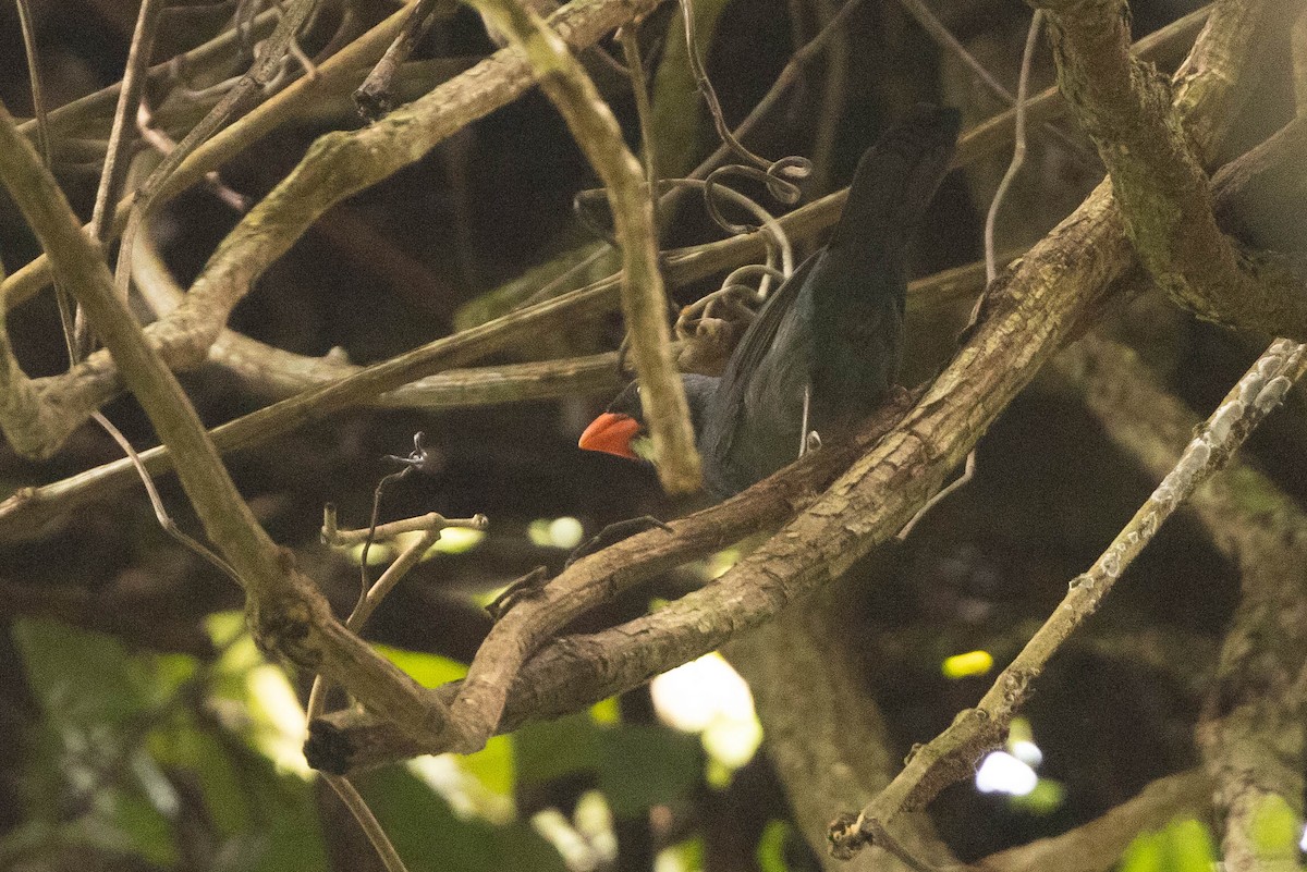 Amazonian Grosbeak - ML638134207