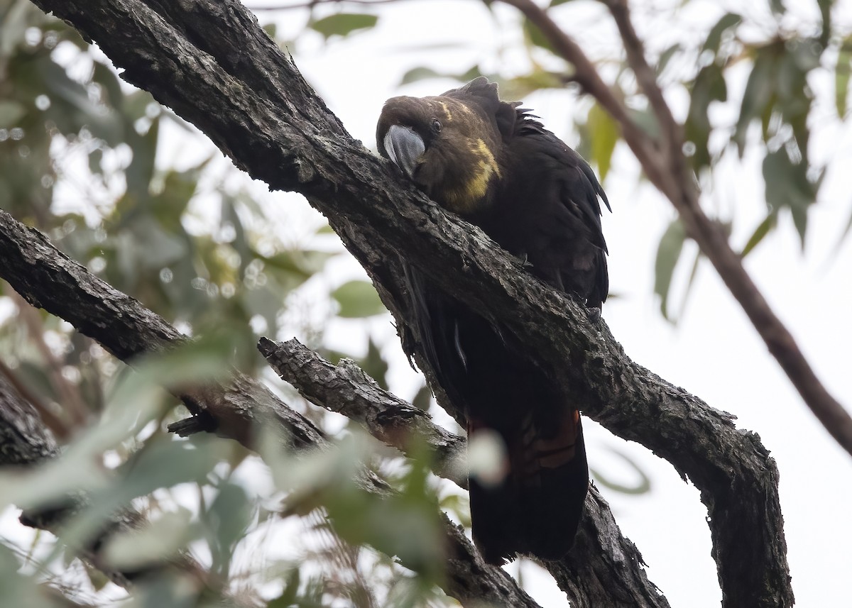 Glossy Black-Cockatoo - ML638134208