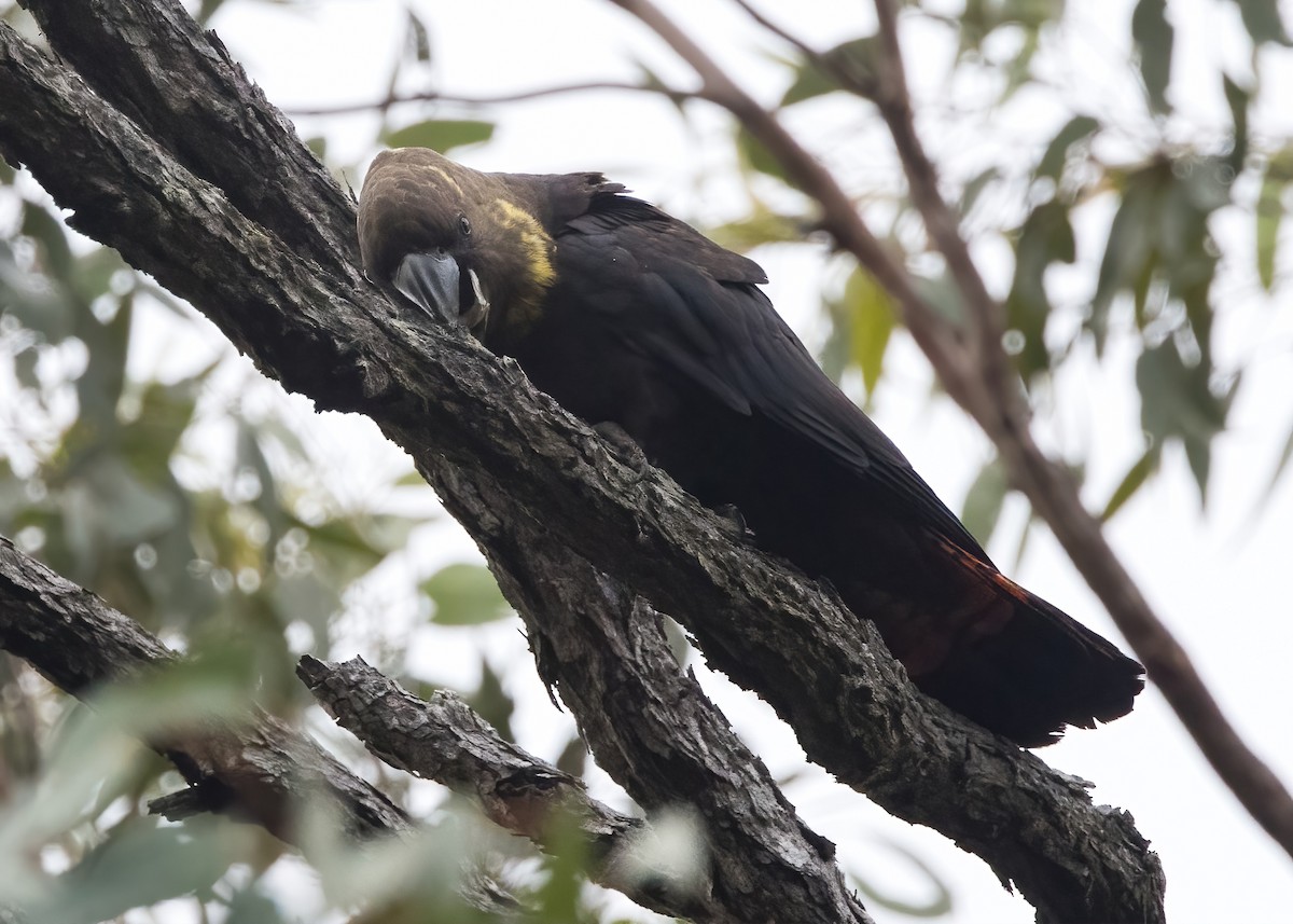 Glossy Black-Cockatoo - ML638134209