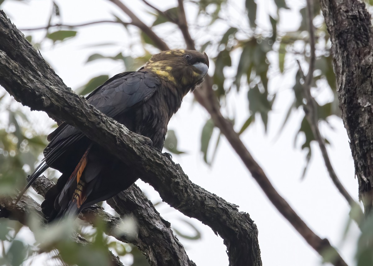 Glossy Black-Cockatoo - ML638134211