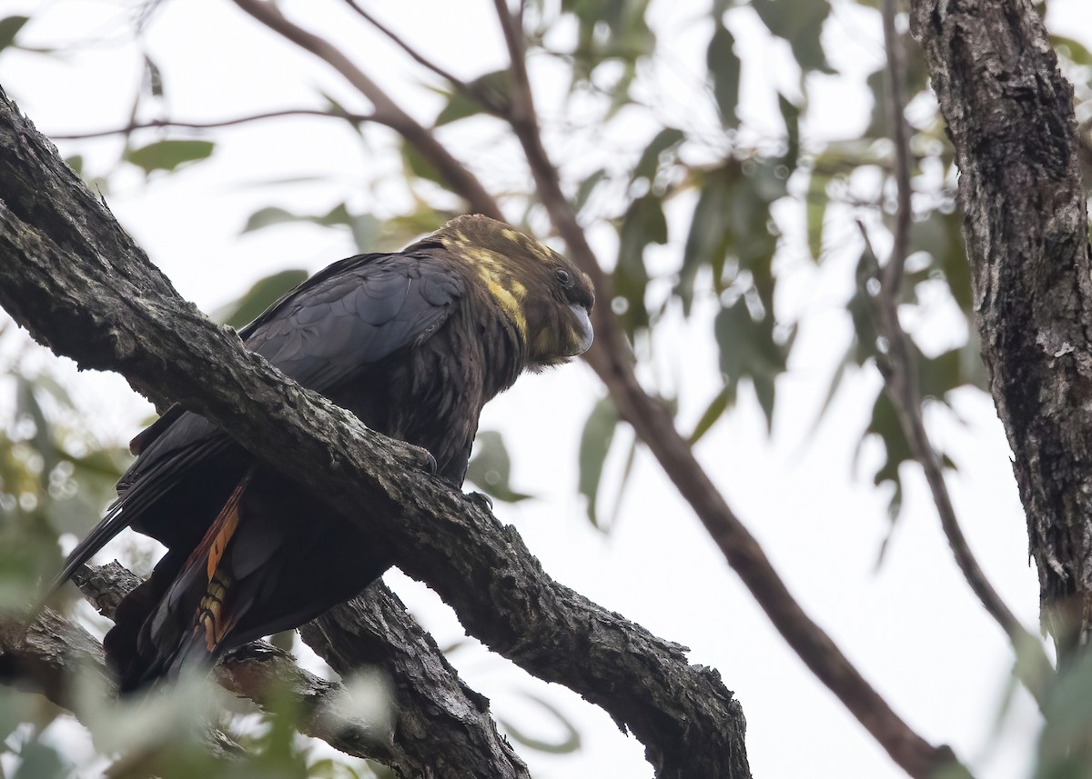 Glossy Black-Cockatoo - ML638134212
