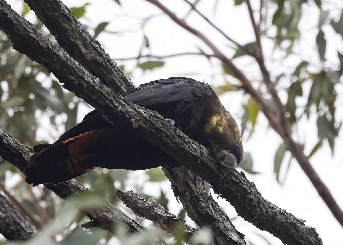 Glossy Black-Cockatoo - ML638134213