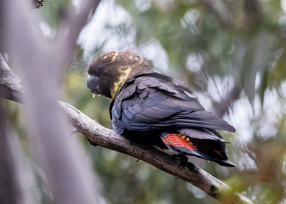 Glossy Black-Cockatoo - ML638134214