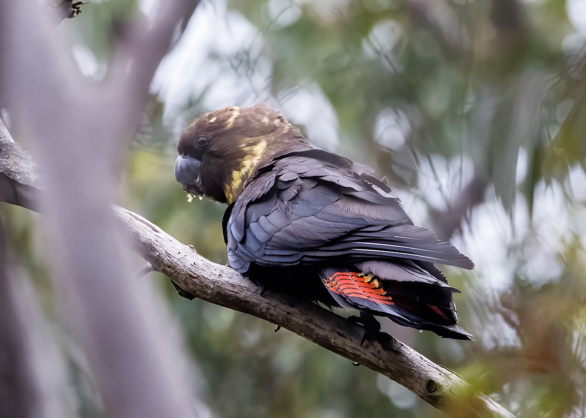 Glossy Black-Cockatoo - ML638134215