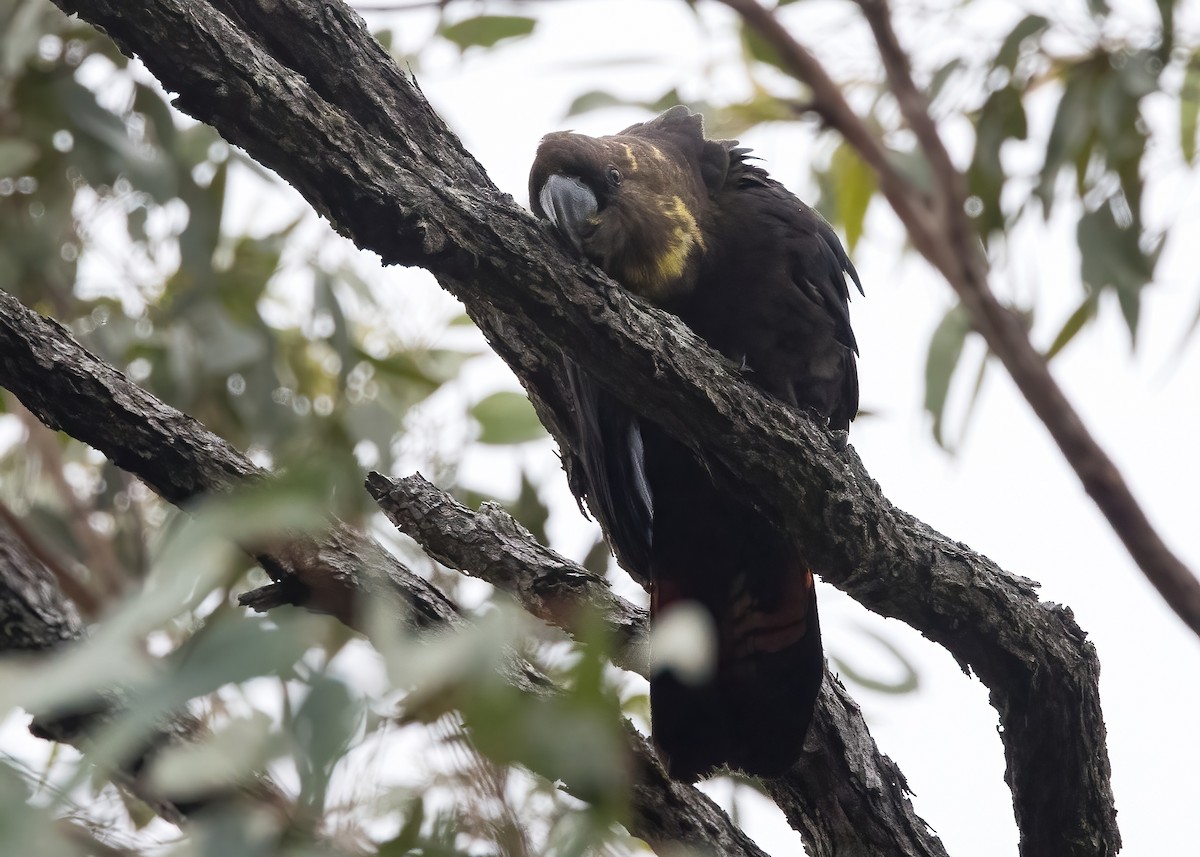 Glossy Black-Cockatoo - ML638134216