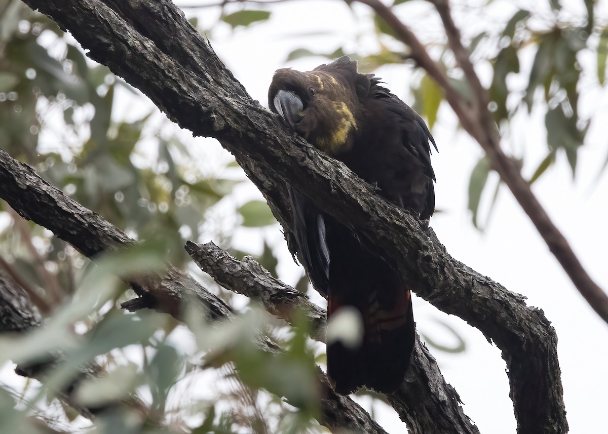 Glossy Black-Cockatoo - ML638134217