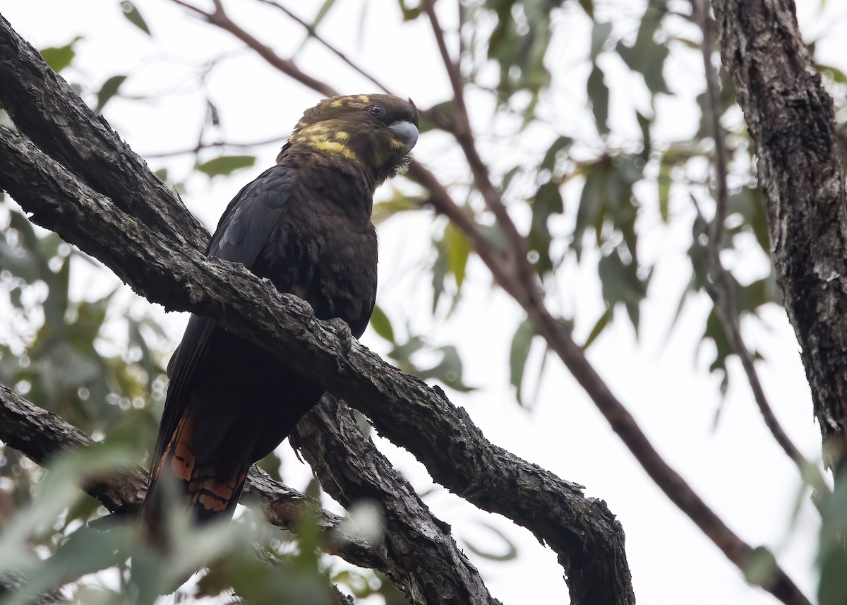 Glossy Black-Cockatoo - ML638134218