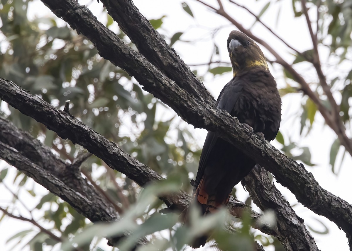 Glossy Black-Cockatoo - ML638134219