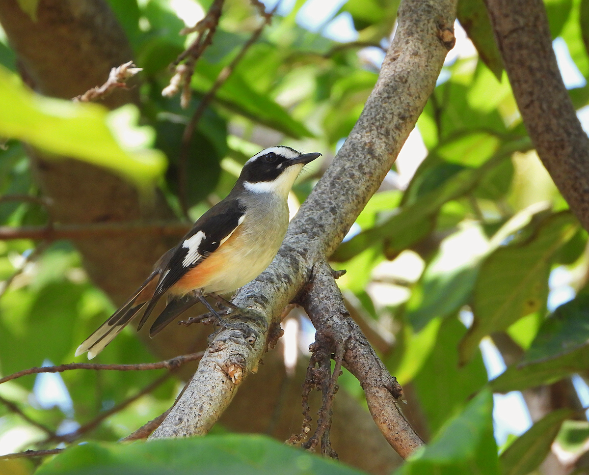 Buff-sided Robin - ML638134220