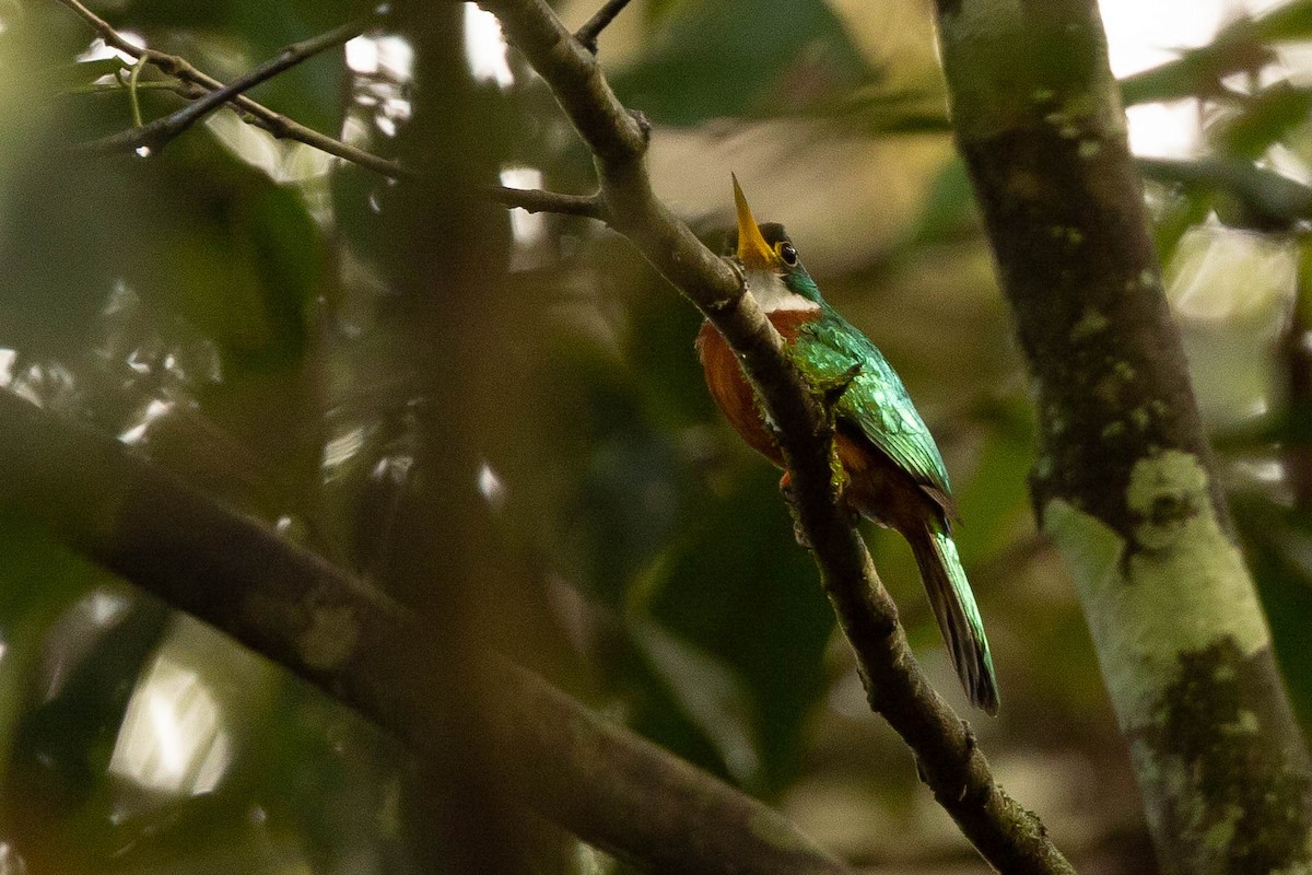 Yellow-billed Jacamar - ML638134221