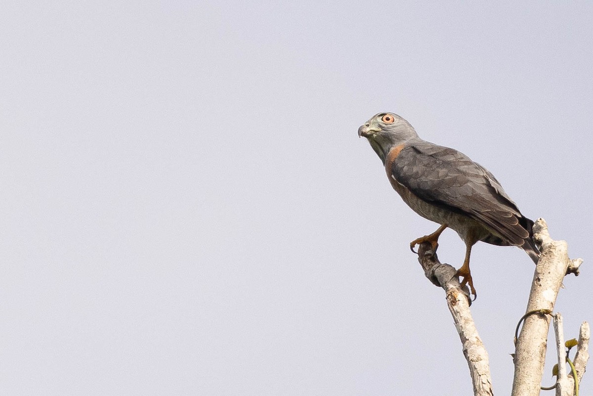 Double-toothed Kite - ML638134222