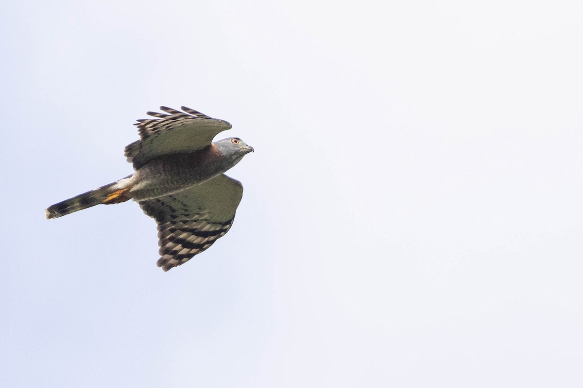 Double-toothed Kite - ML638134224