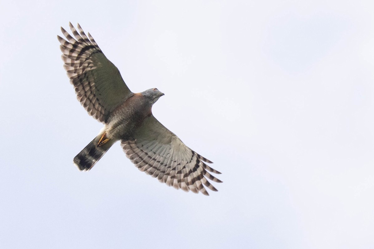 Double-toothed Kite - ML638134231