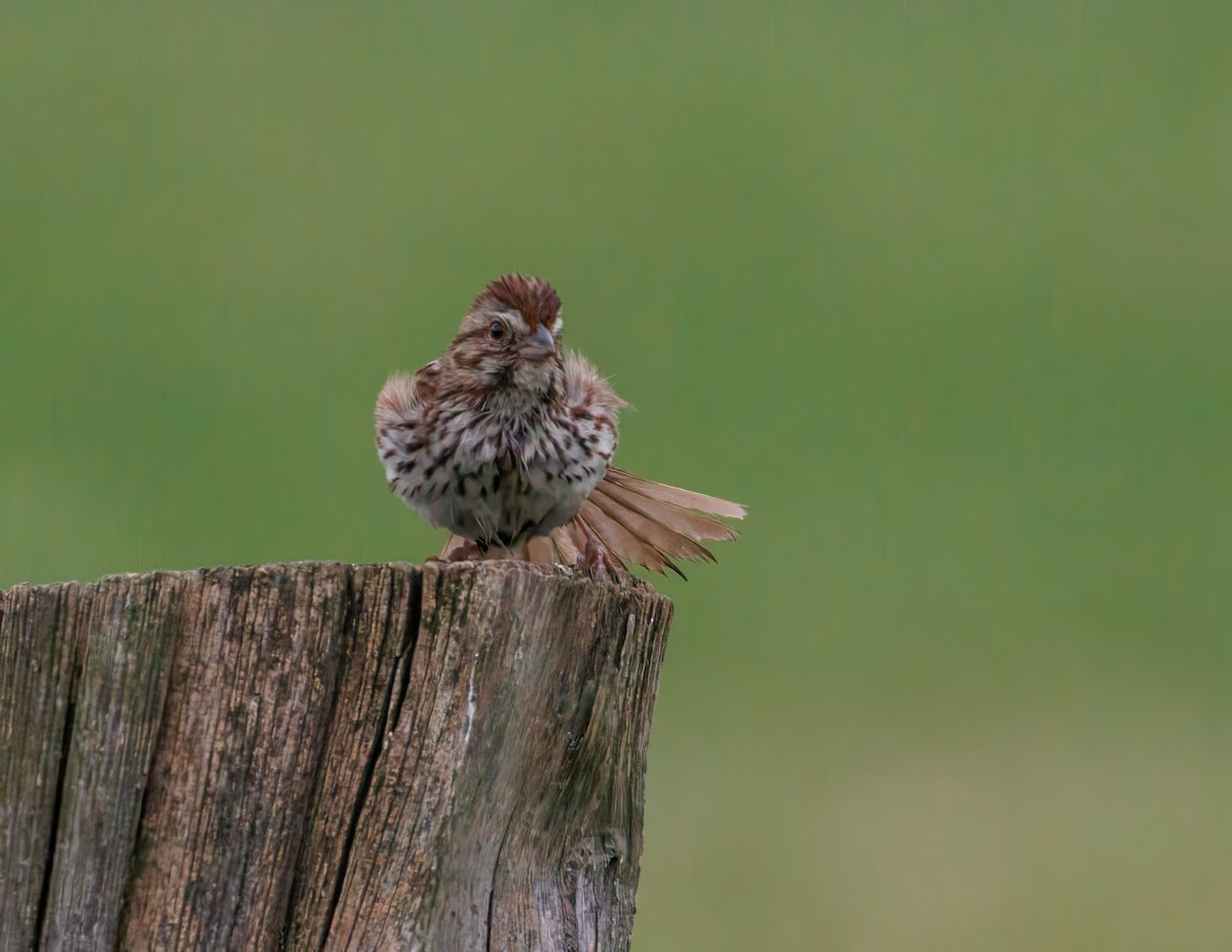 Song Sparrow - ML638134232